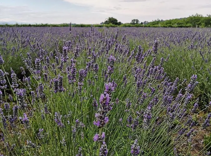 Apartament Colombare Teboi